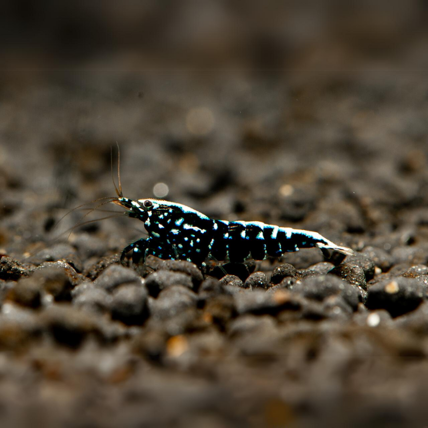 Black Galaxy Fishbone