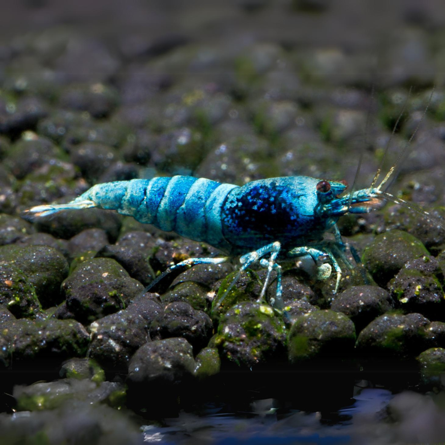 Blue Bolt Aquarium Shrimp blue bolt garnalen caridina shrimp caridina garnalen