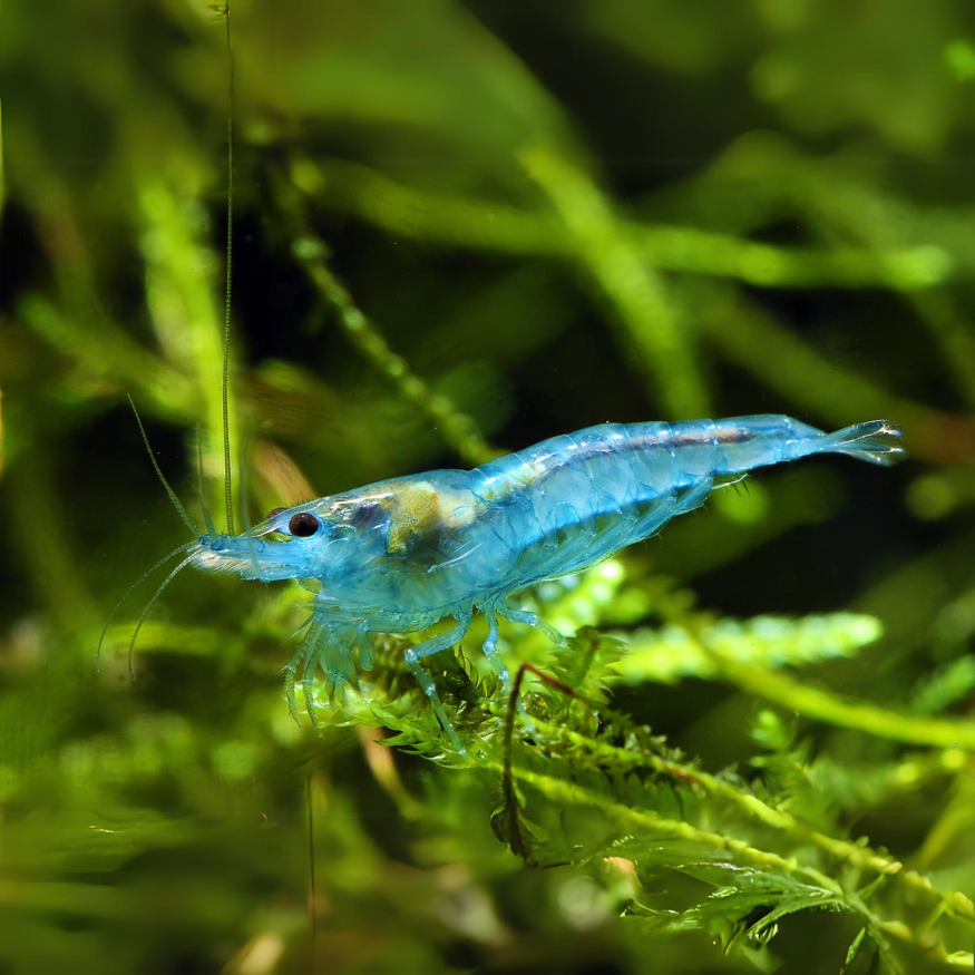 Neocaridina Shrimp Blue Jelly Shrimp