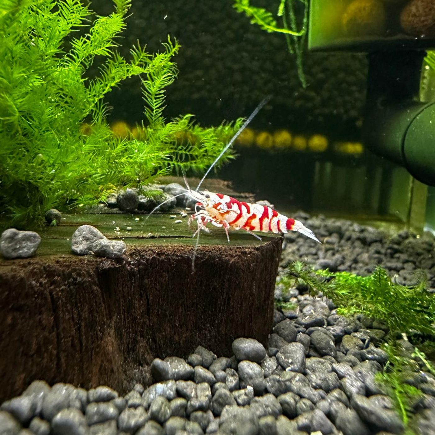 Red Fancy Tiger Shrimp