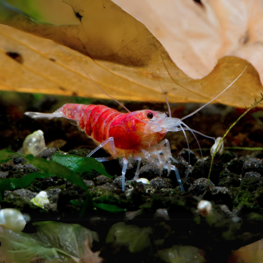 Red Scorpion Aquarium Shrimp